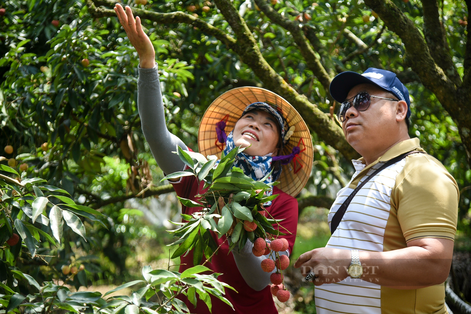 Nông dân Thanh Hà tất bật thu hoạch vải sớm - Ảnh 14.