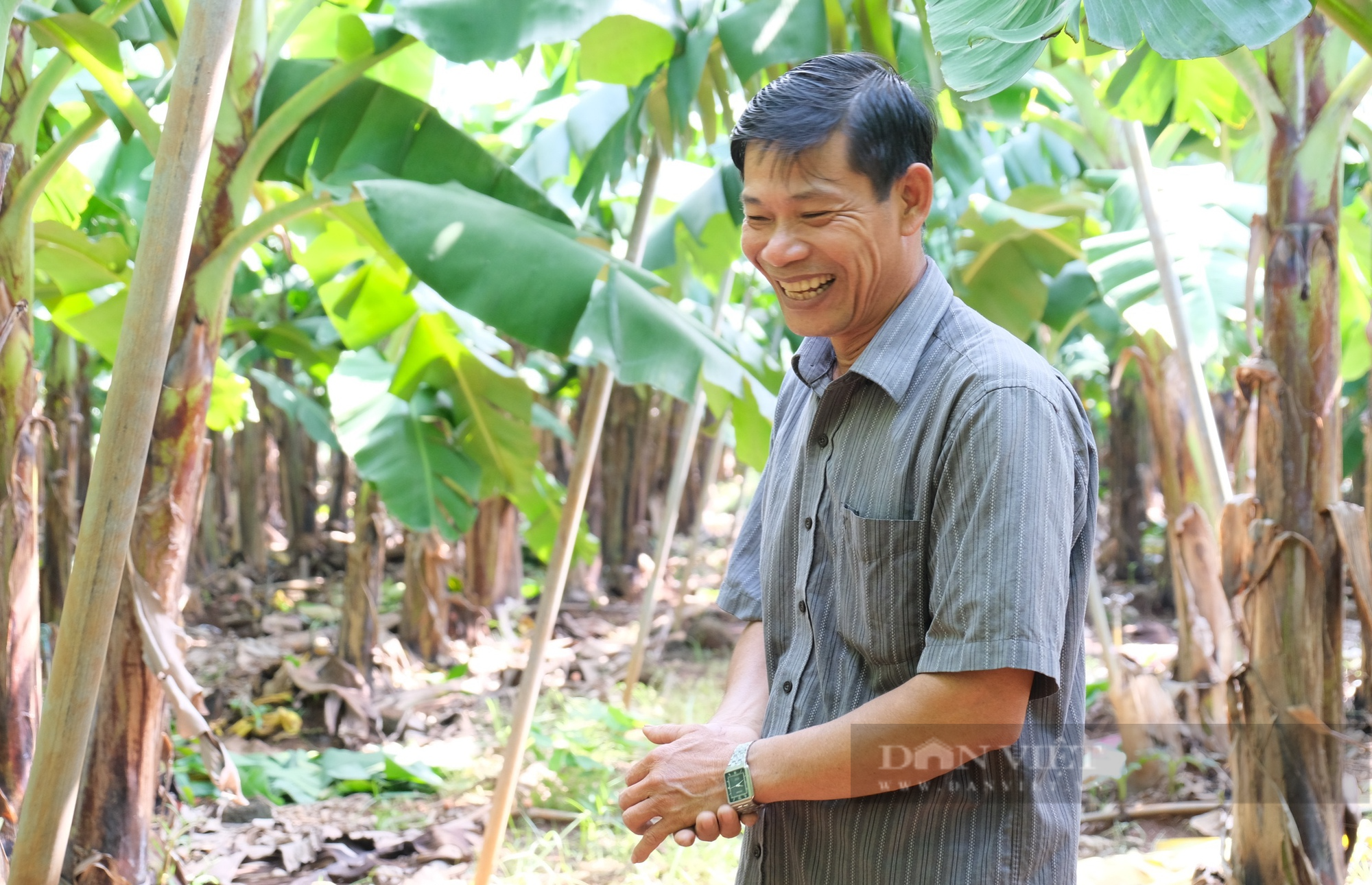 Đồng Nai: &quot;Anh Hùng&quot; Hợp tác xã Thanh Bình đưa chuối cấy mô ra thế giới - Ảnh 1.