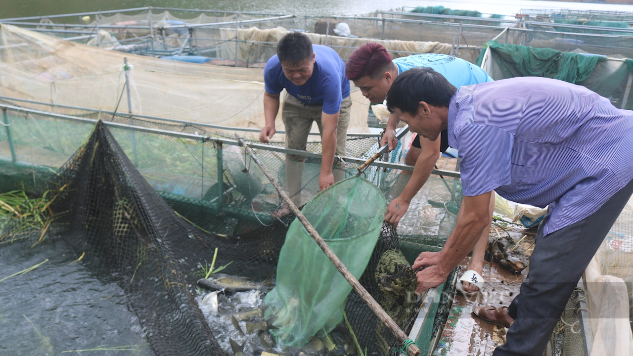 Mực nước xuống thấp, nông dân nuôi cá lồng trên lòng hồ thủy điện Sơn La gặp khó - Ảnh 2.