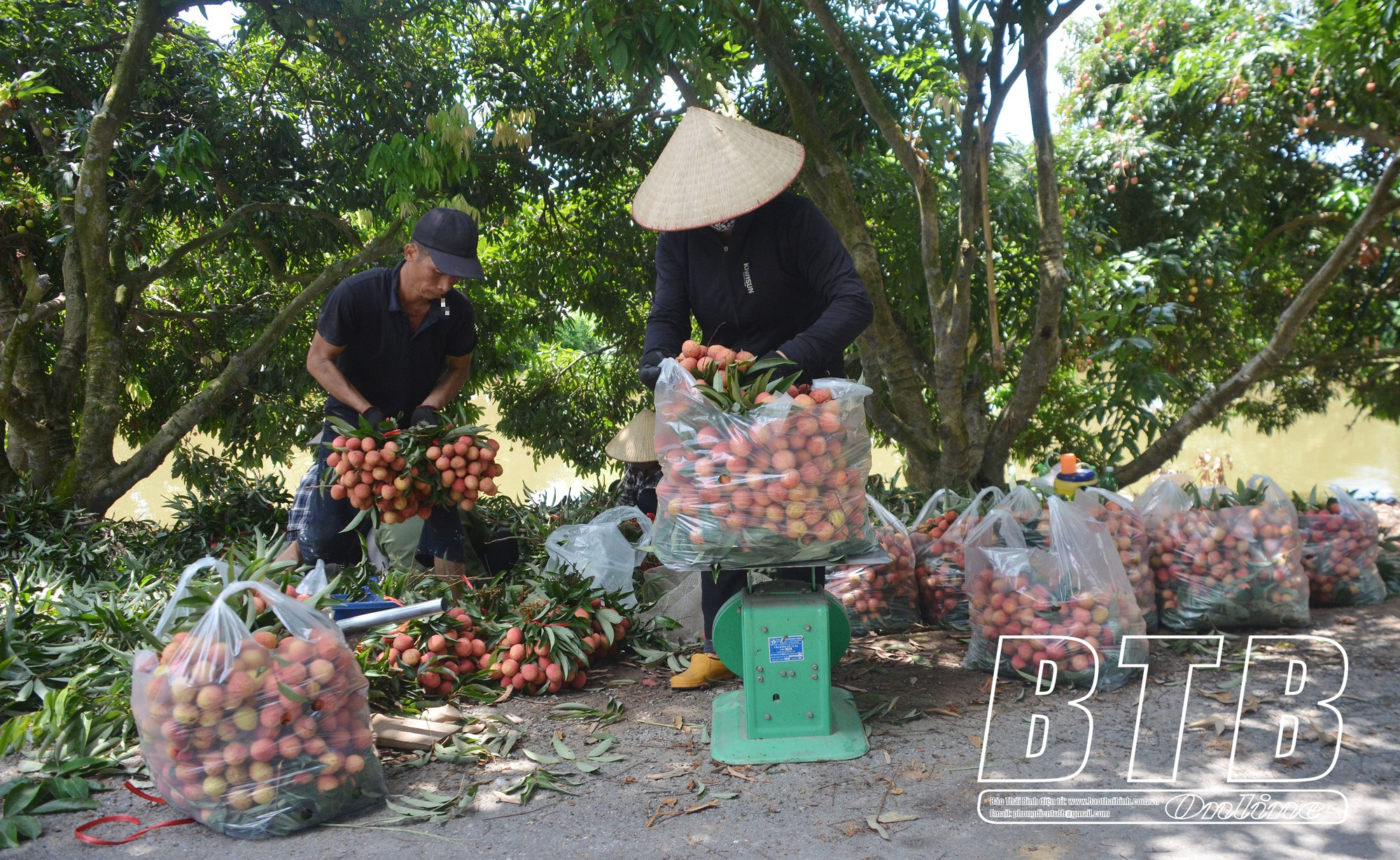 Vùng đất này của Thái Bình có vườn cây 20 năm tuổi, cứ mùa hè là trái chín đỏ rực cả một khúc sông - Ảnh 1.