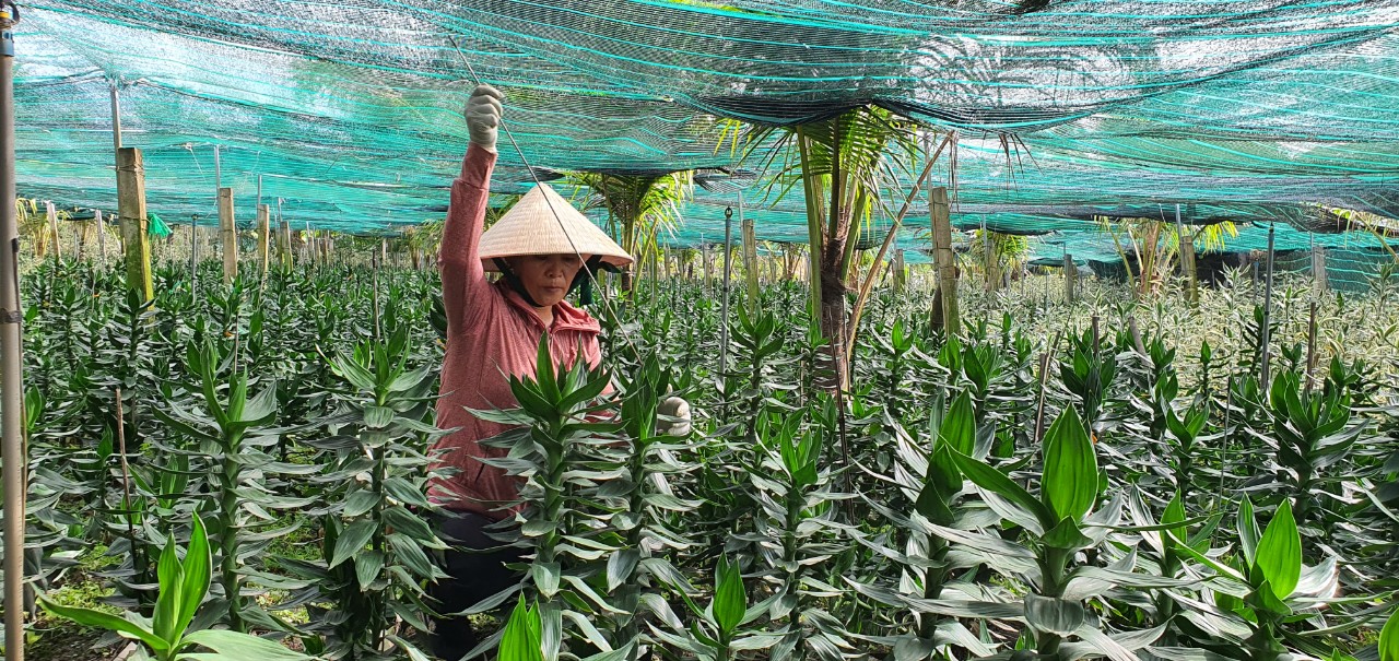 Trồng giống cây xanh mướt, mỗi tháng thu hoạch 2 lần, nông dân Khánh Hòa hái tiền triệu - Ảnh 1.