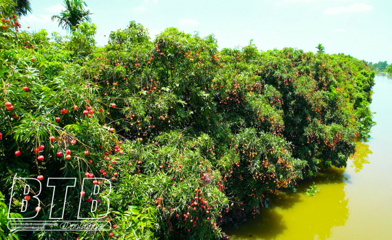 Vùng đất này của Thái Bình có vườn cây 20 năm tuổi, cứ mùa hè là trái chín đỏ rực cả một khúc sông - Ảnh 2.