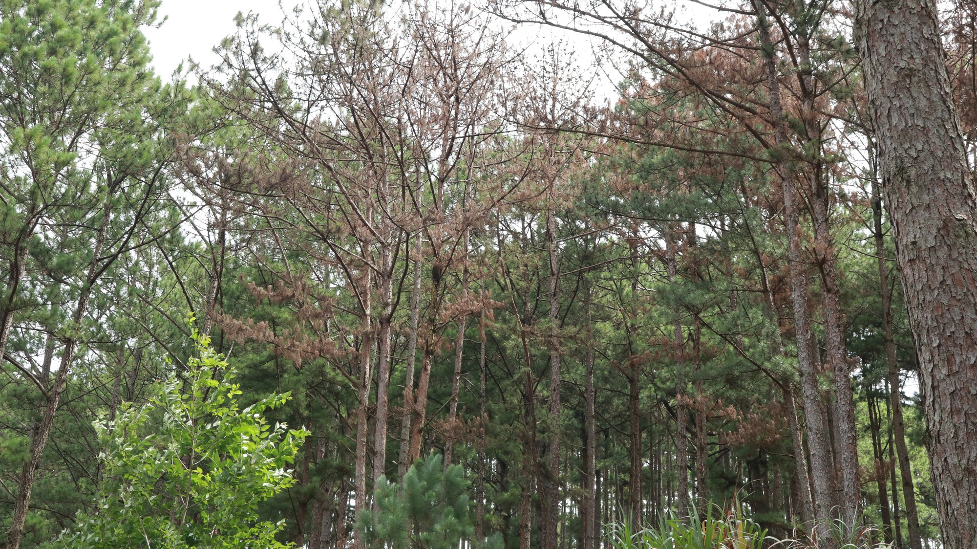 Kiểm điểm 1 tập thể, 3 cá nhân nhân liên quan vụ rừng thông bị “đầu độc” tại Lâm Đồng - Ảnh 1.