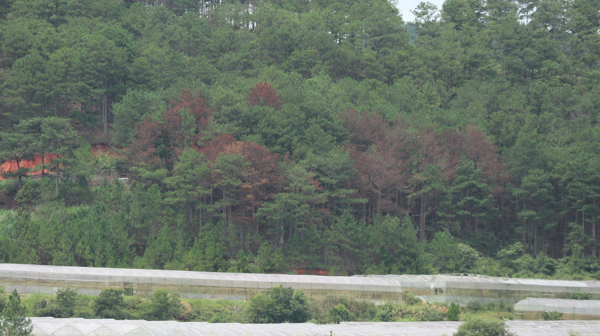 Kiểm điểm 1 tập thể, 3 cá nhân nhân liên quan vụ rừng thông bị “đầu độc” tại Lâm Đồng - Ảnh 3.