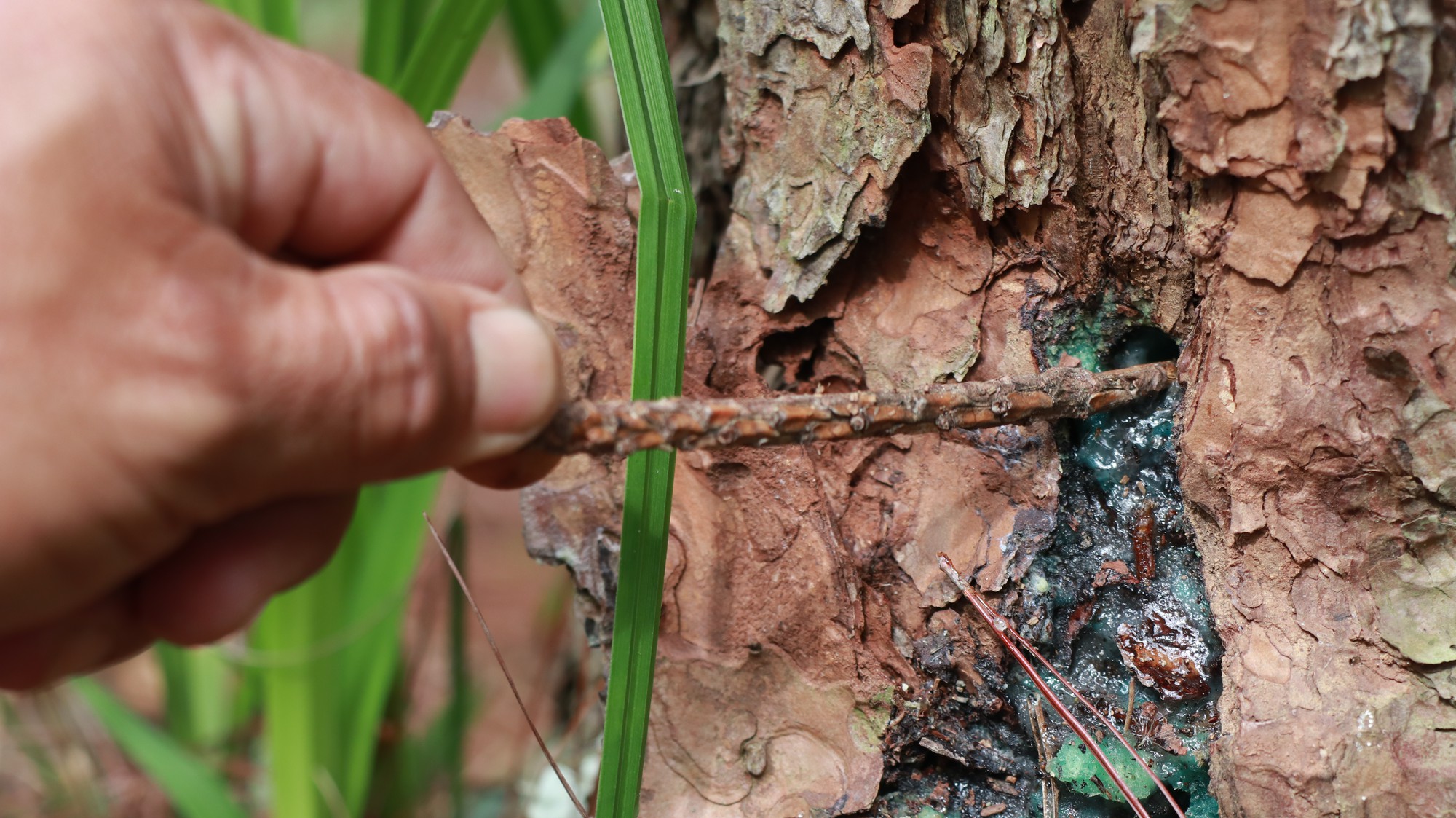 Kiểm điểm 1 tập thể, 3 cá nhân nhân liên quan vụ rừng thông bị “đầu độc” tại Lâm Đồng - Ảnh 4.