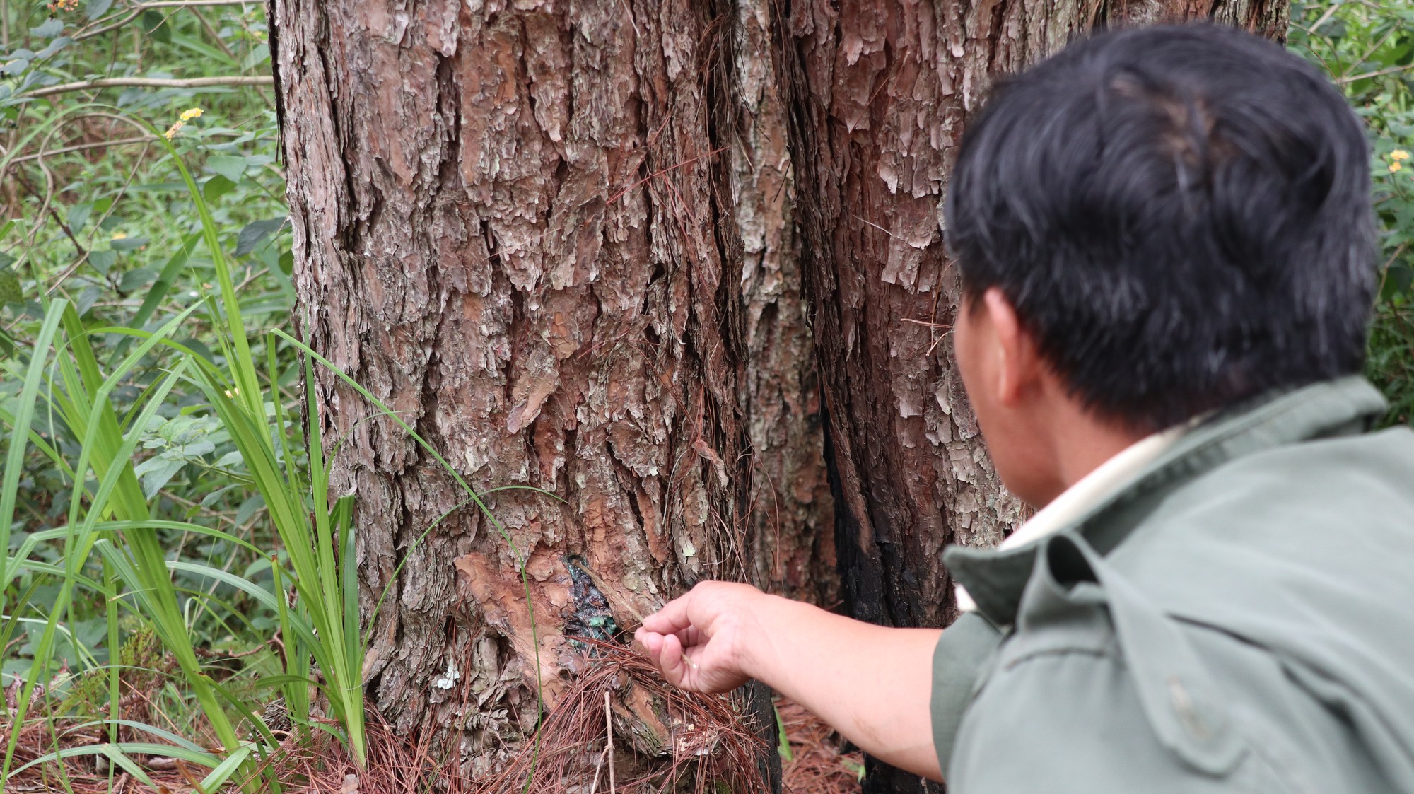 Tỉnh Lâm Đồng chỉ đạo tìm cách cứu chữa rừng thông ba lá bị &quot;đầu độc&quot; mà Dân Việt phản ánh - Ảnh 3.