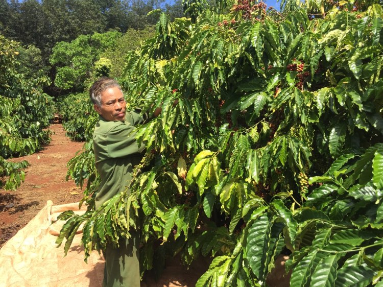 Việt Nam hướng tới sản xuất cà phê tuân thủ quy định của EU về chống suy thoái rừng - Ảnh 1.
