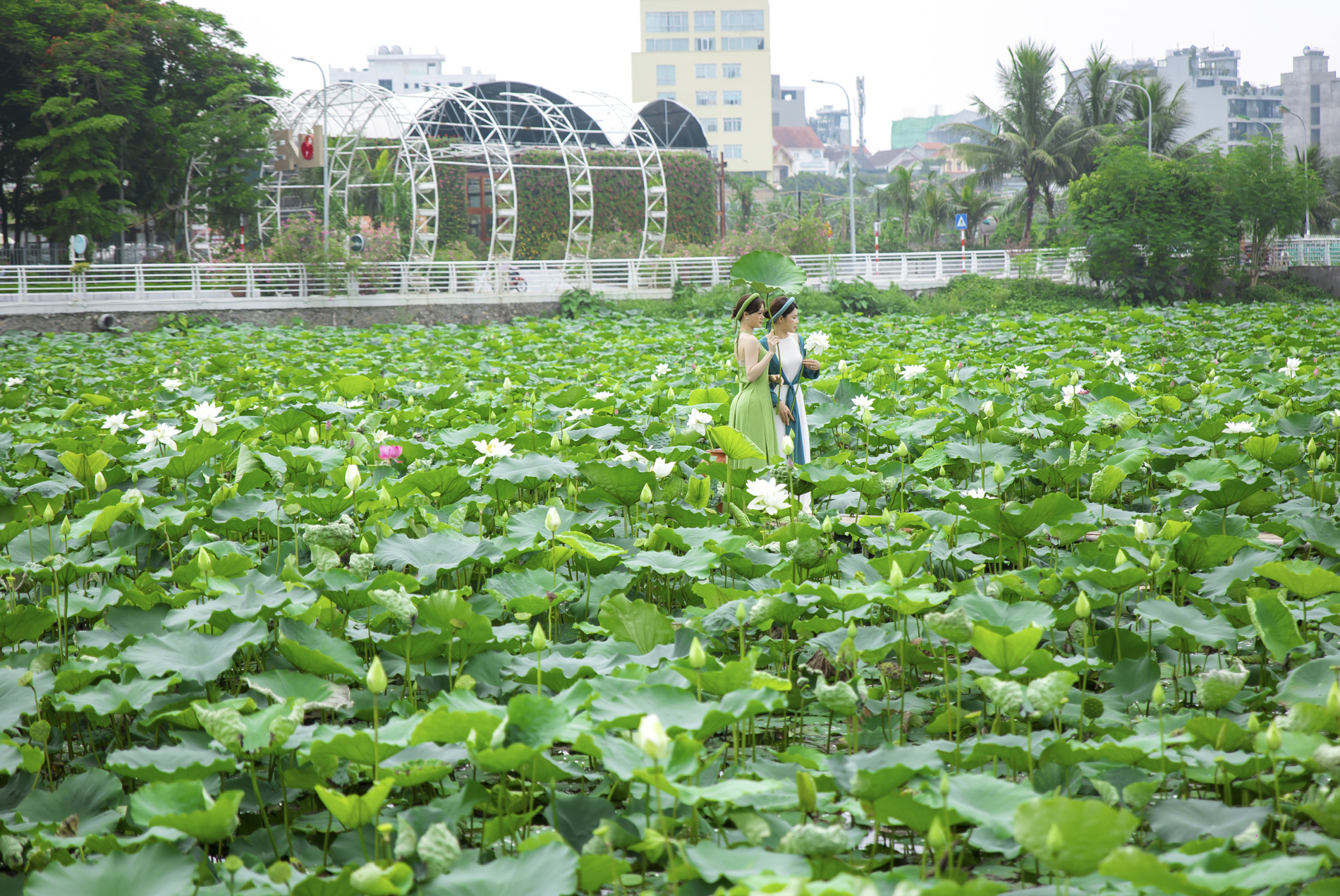 Kiếm bộn tiền nhờ mùa sen nở rộ - Ảnh 10.