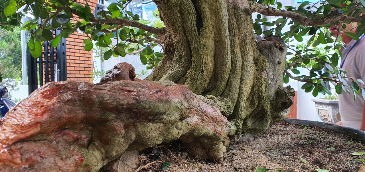Khánh Hòa: Những cây bonsai độc lạ tranh tài ở Cam Lâm - Ảnh 4.