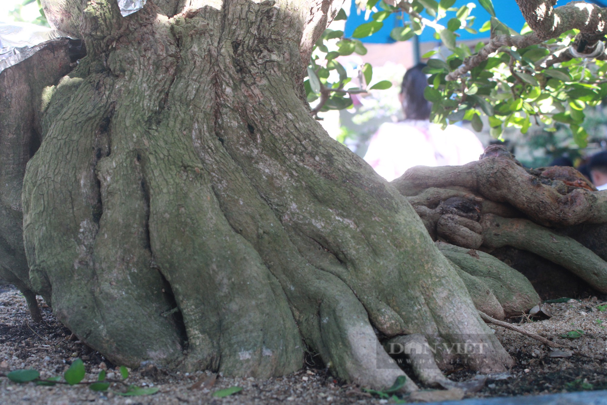 Khánh Hòa: Những cây bonsai độc lạ tranh tài ở Cam Lâm - Ảnh 5.