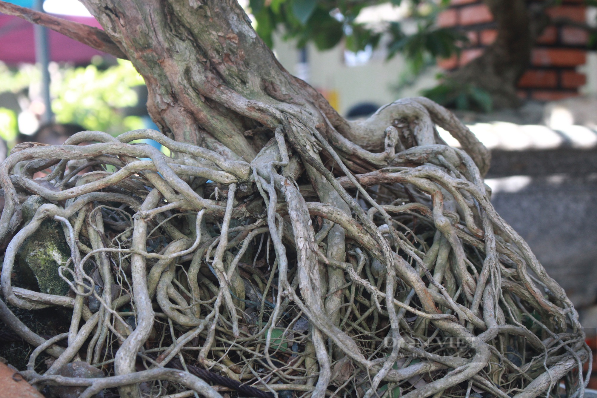 Khánh Hòa: Những cây bonsai độc lạ tranh tài ở Cam Lâm - Ảnh 7.