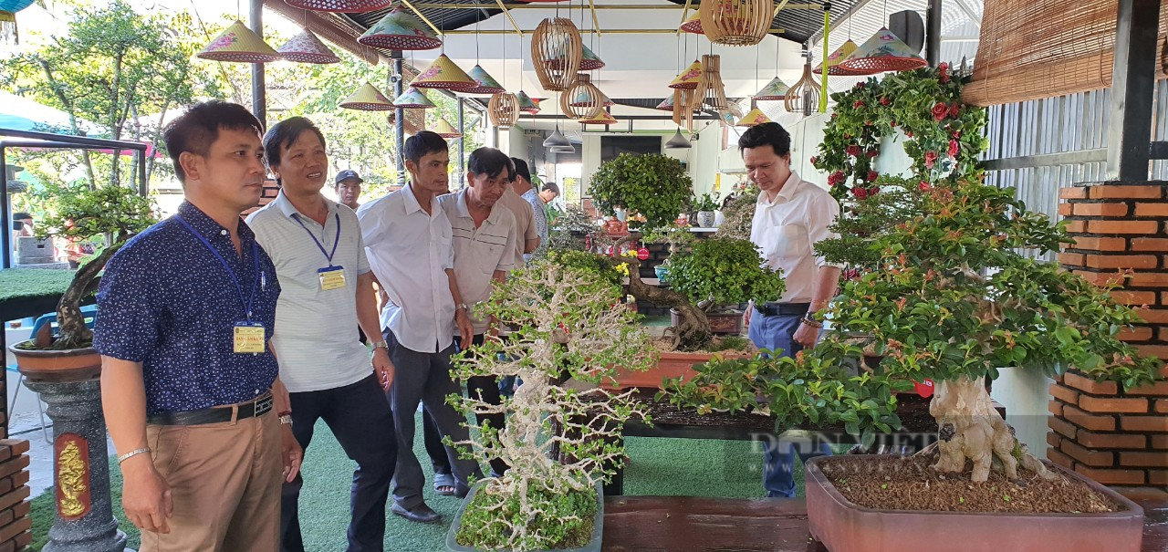 Khánh Hòa: Những cây bonsai độc lạ tranh tài ở Cam Lâm - Ảnh 8.