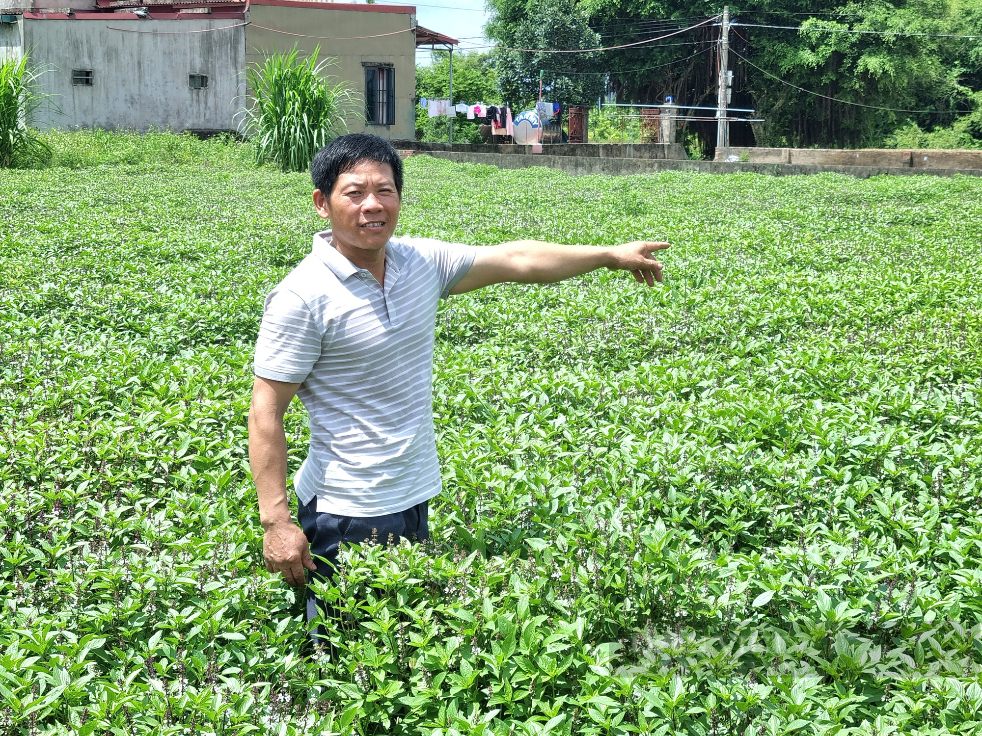 Một nông dân Ninh Bình sản xuất tinh dầu húng quế, mùi già thu gần 500 triệu - Ảnh 2.