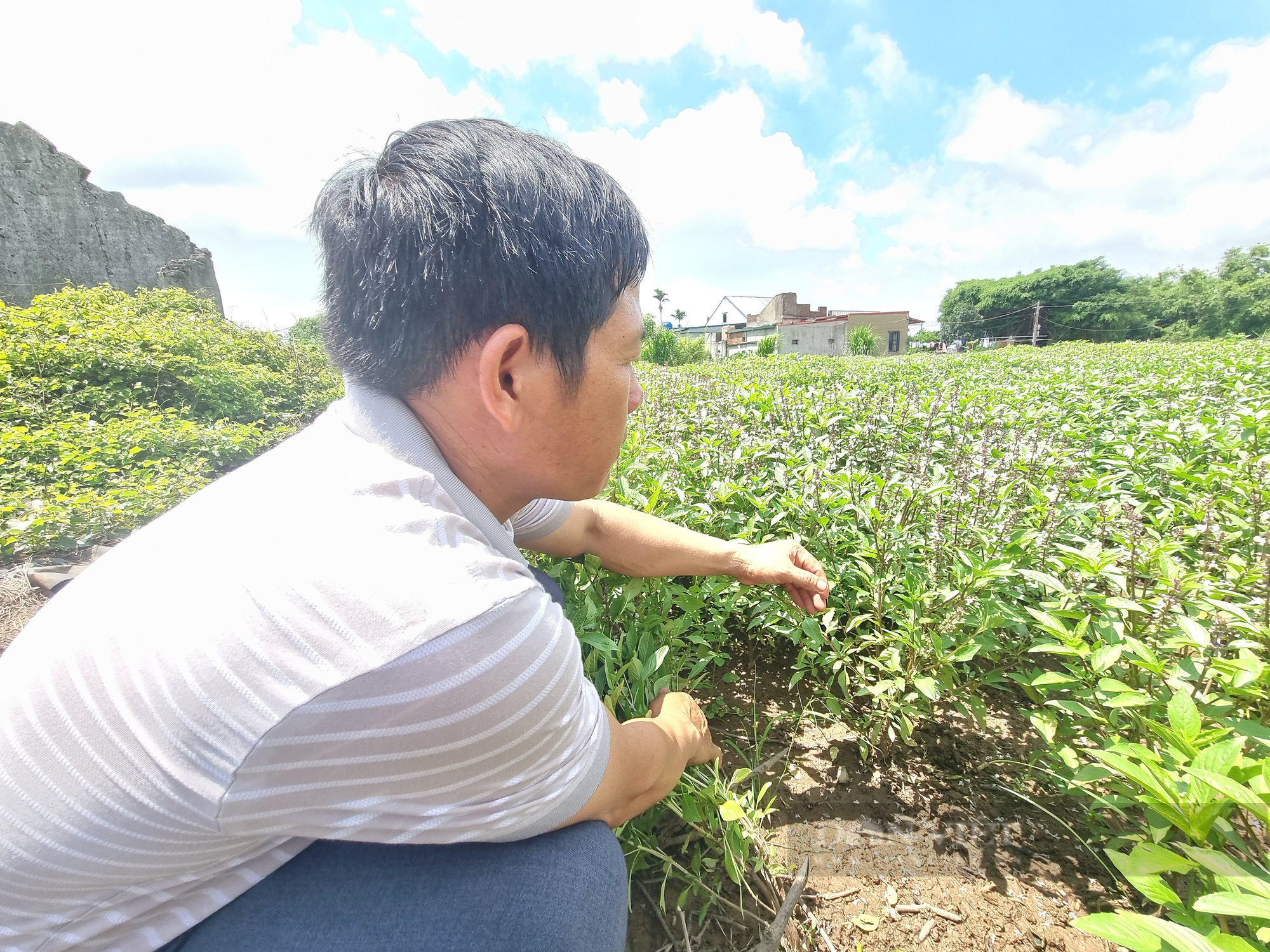 Một nông dân Ninh Bình sản xuất tinh dầu húng quế, mùi già thu gần 500 triệu - Ảnh 6.