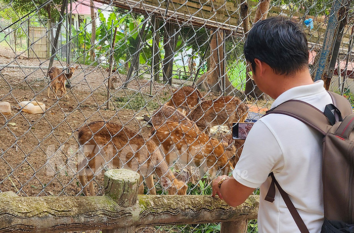 Nuôi hươu, nai lấy nhung và phục vụ du lịch - Ảnh 1.