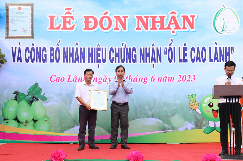 Ổi lê Cao Lãnh - Ảnh 1.