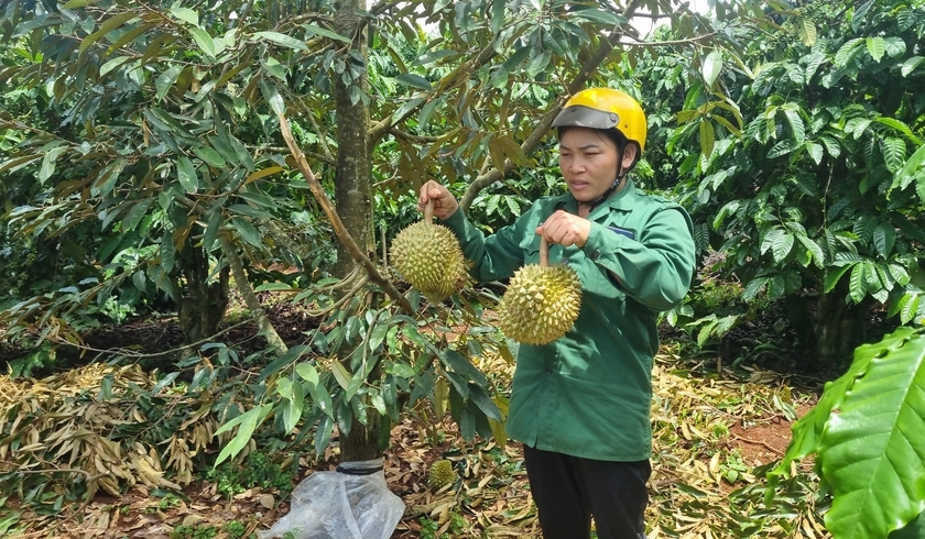 Tình trạng chặt gốc, cạo vỏ, phá hoại sầu riêng, chanh leo, ở Gia Lai dân phải canh vườn 24/24 - Ảnh 1.