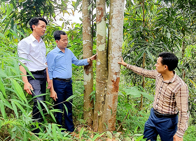 Một xã ở Yên Bái chỉ trồng thứ cây bán từ lá đến vỏ mà thu 23 tỷ/năm, nhà nhà khá giả - Ảnh 1.