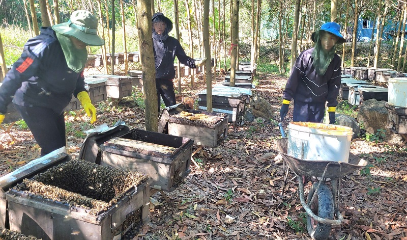 Nắng gần 40 độ C nhưng người nuôi ong &quot;du mục&quot; ở Hà Tĩnh vẫn cười tươi vì mật được mùa, giá bán ổn định - Ảnh 13.