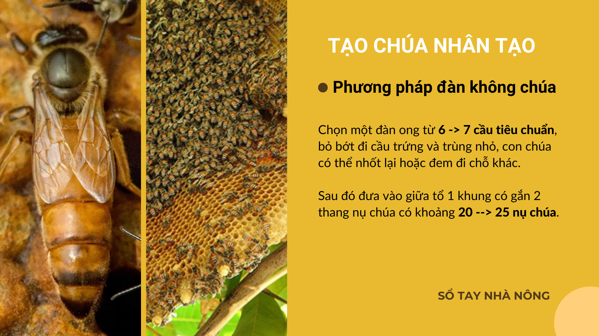 SỔ TAY NHÀ NÔNG: Mách bà con tách đàn ong mật đạt hiệu quả cao - Ảnh 2.