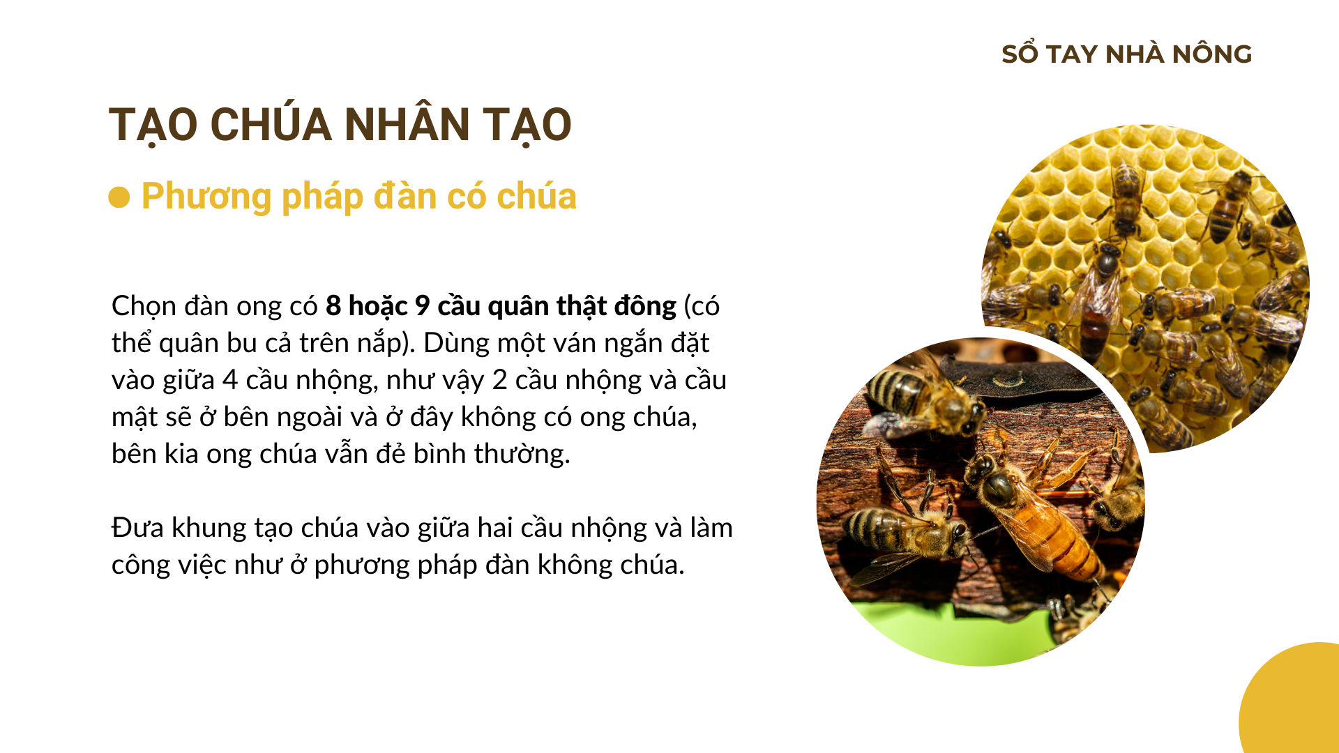 SỔ TAY NHÀ NÔNG: Mách bà con tách đàn ong mật đạt hiệu quả cao - Ảnh 3.