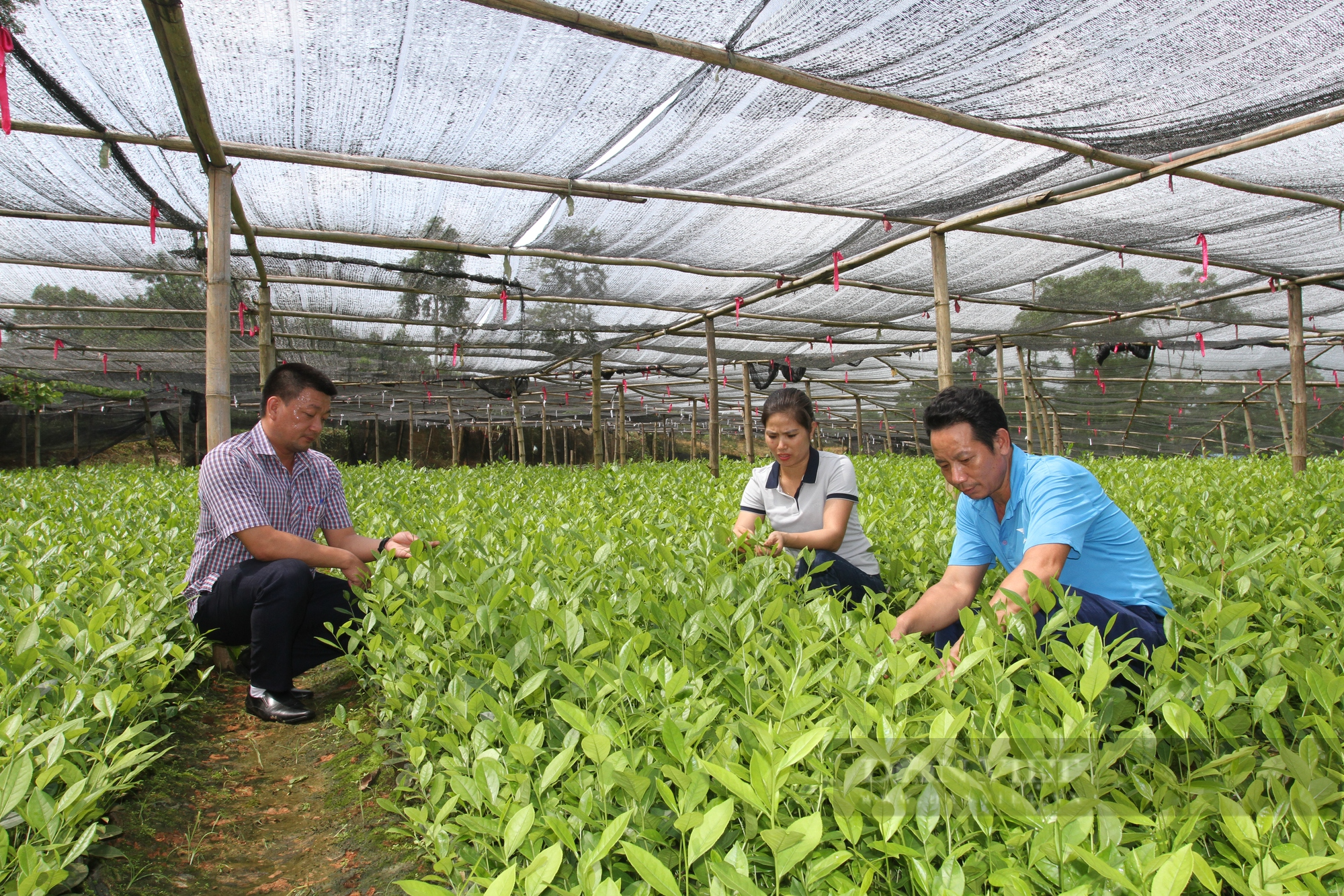 Khởi nghiệp từ làm cây giống, nữ giám đốc HTX ở Thái Nguyên giúp nhiều bà con dân tộc thiểu số thoát nghèo - Ảnh 6.