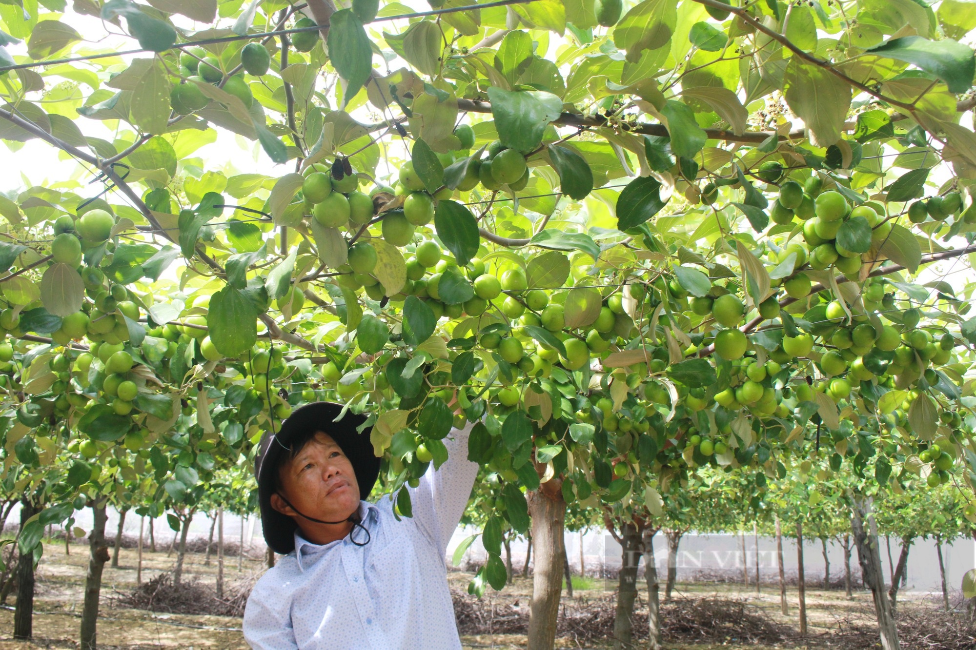 Kinh nghiệm trồng táo trên sân thượng thu hoạch không xuể của người đàn ông  đảm đang ở Sài Gòn