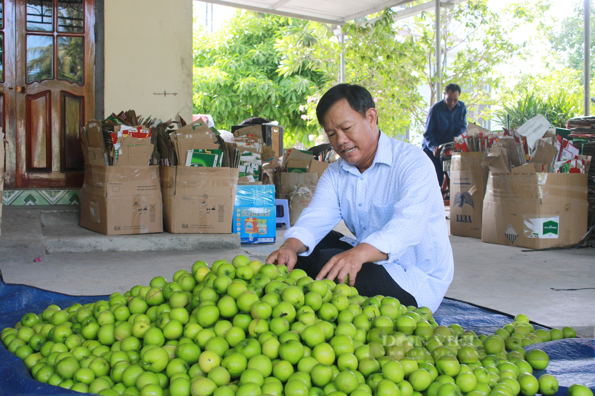 Chuyện về nông dân &quot;tỷ phú&quot; làm giàu từ cây táo ở Khánh Hòa - Ảnh 4.
