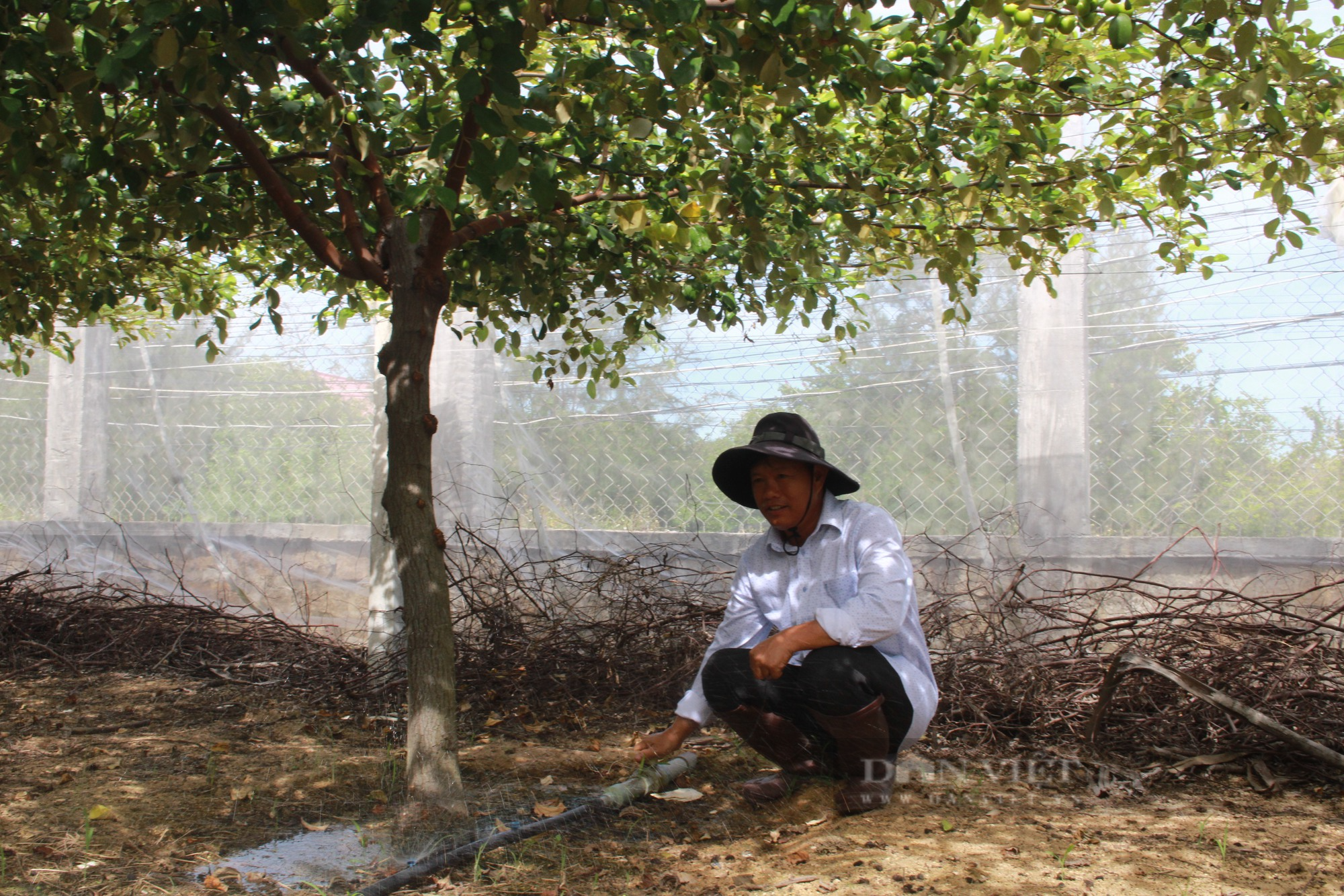 Chuyện về nông dân &quot;tỷ phú&quot; làm giàu từ cây táo ở Khánh Hòa - Ảnh 7.
