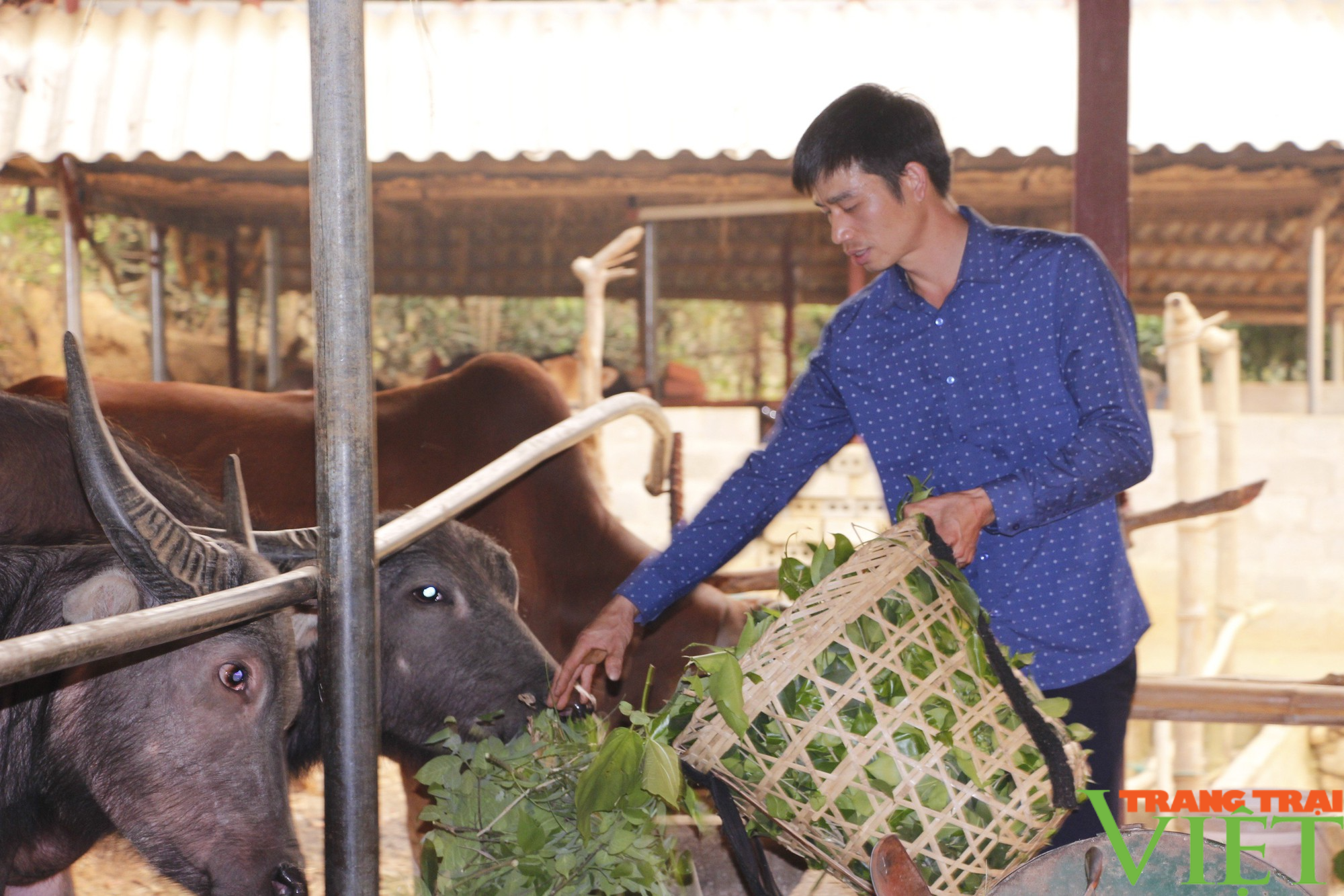 Nông dân Sơn La phát triển chăn nuôi gia súc theo hướng bền vững - Ảnh 4.