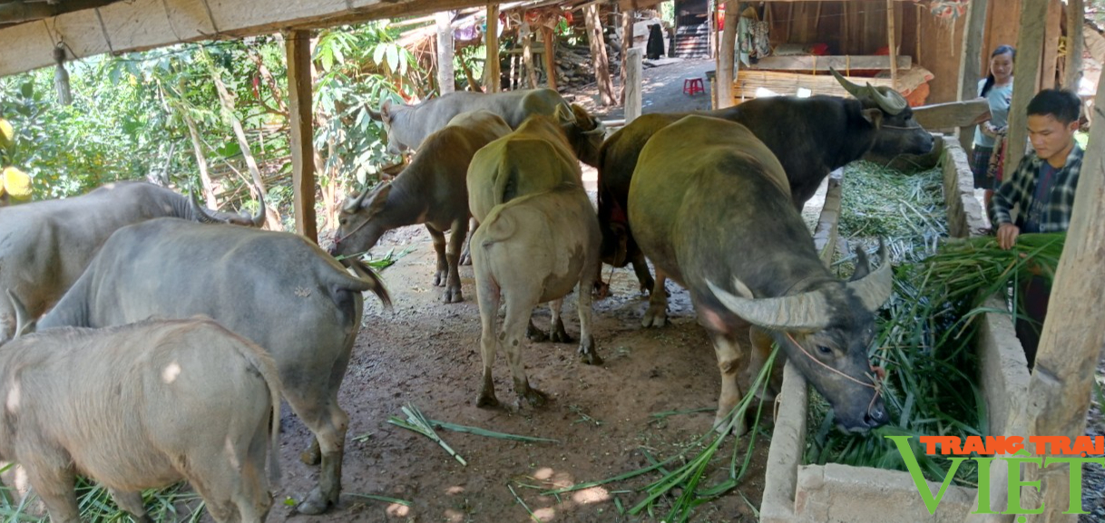 Nông dân Sơn La phát triển chăn nuôi gia súc theo hướng bền vững - Ảnh 5.