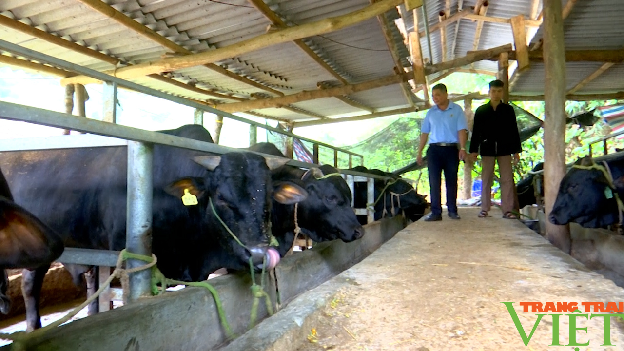 Nông dân Sơn La phát triển chăn nuôi gia súc theo hướng bền vững - Ảnh 6.