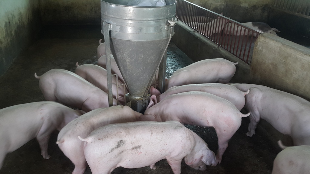 Chất thải từ chăn nuôi lợn quá lớn, khó xử lý triệt để, nông dân &quot;cầu cứu&quot; nhà khoa học - Ảnh 4.
