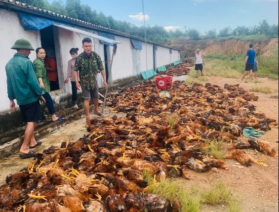 Người dân chung tay giải cứu' 8.000 con gà chết ngạt - Ảnh 1.