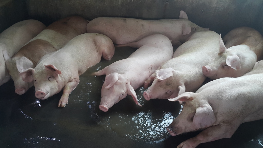 Chuyên gia chăn nuôi dự báo giá lợn hơi, giá thức ăn chăn nuôi từ nay đến cuối năm - Ảnh 3.