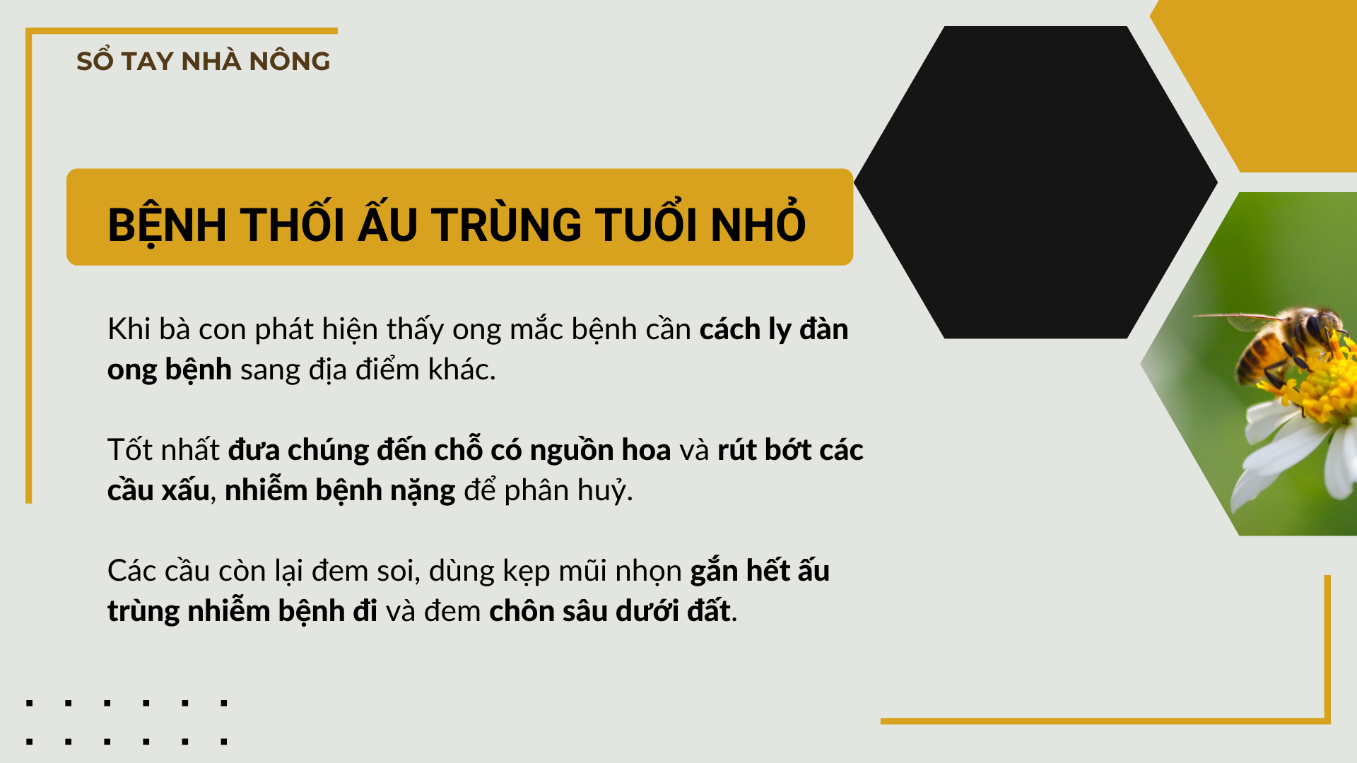 SỔ TAY NHÀ NÔNG: Phòng ngừa và chữa trị một số bệnh thường gặp ở đàn ong - Ảnh 2.