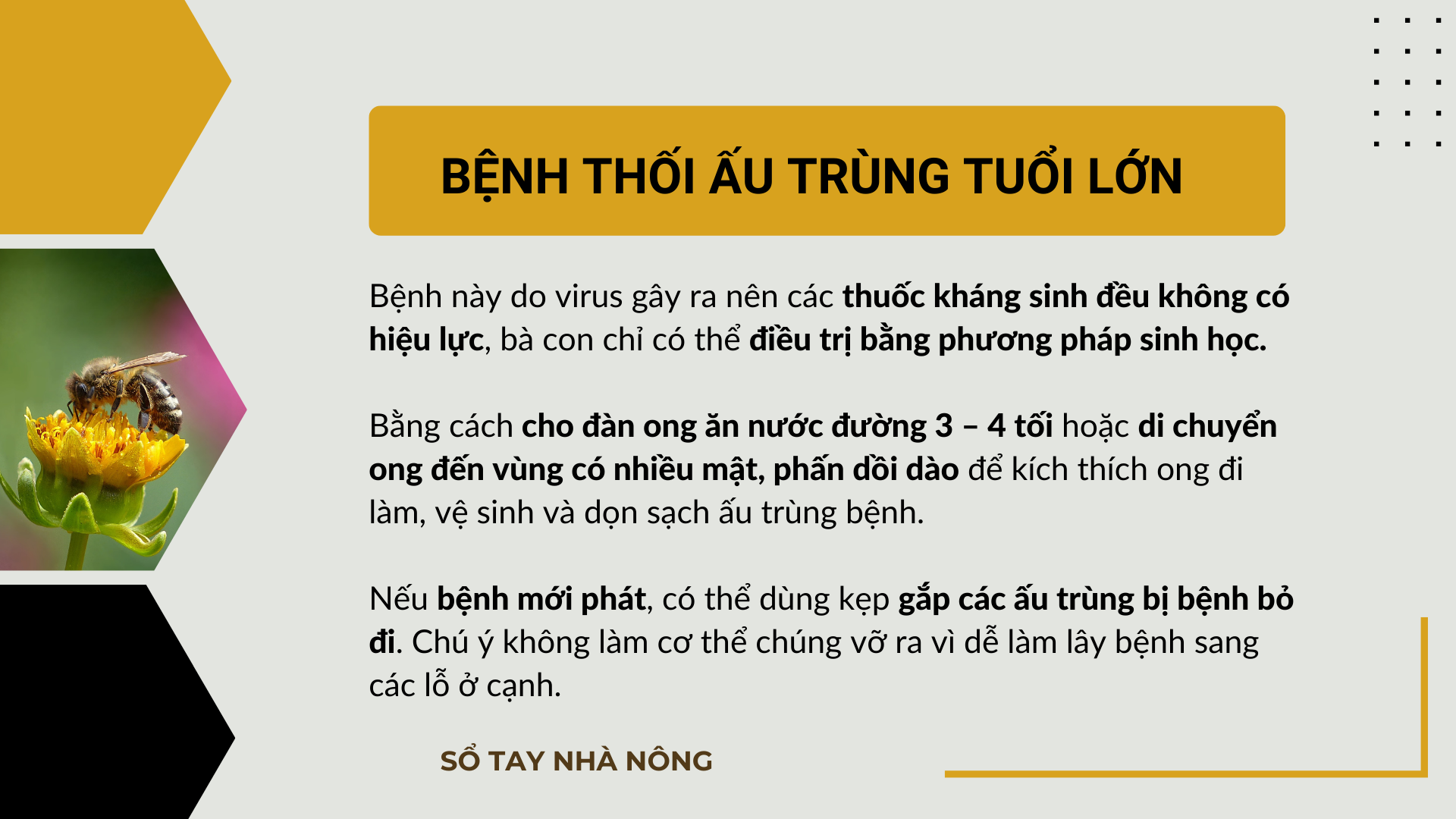 SỔ TAY NHÀ NÔNG: Phòng ngừa và chữa trị một số bệnh thường gặp ở đàn ong - Ảnh 3.