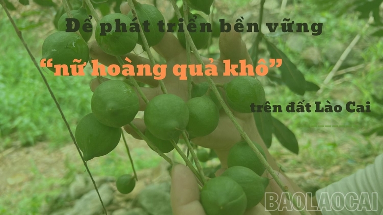 'Nữ hoàng quả khô' trên đất Lào Cai là cây gì mà nông dân kỳ vọng ghê gớm? - Ảnh 1.