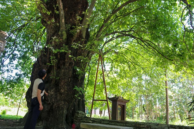Cây cổ thụ ở một làng cổ nổi tiếng của Thừa Thiên Huế, ai vào làng đều tò mò muốn xem - Ảnh 1.
