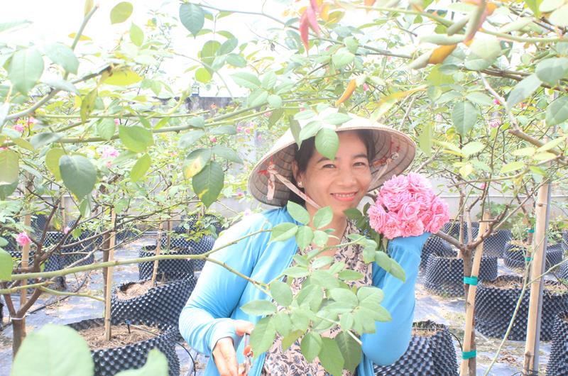 Bất ngờ, vô vườn trồng hoa hồng cổ thơm ngào ngạt của một cô bỏ nghề kế toán về làm nông dân ở Đồng Nai - Ảnh 1.