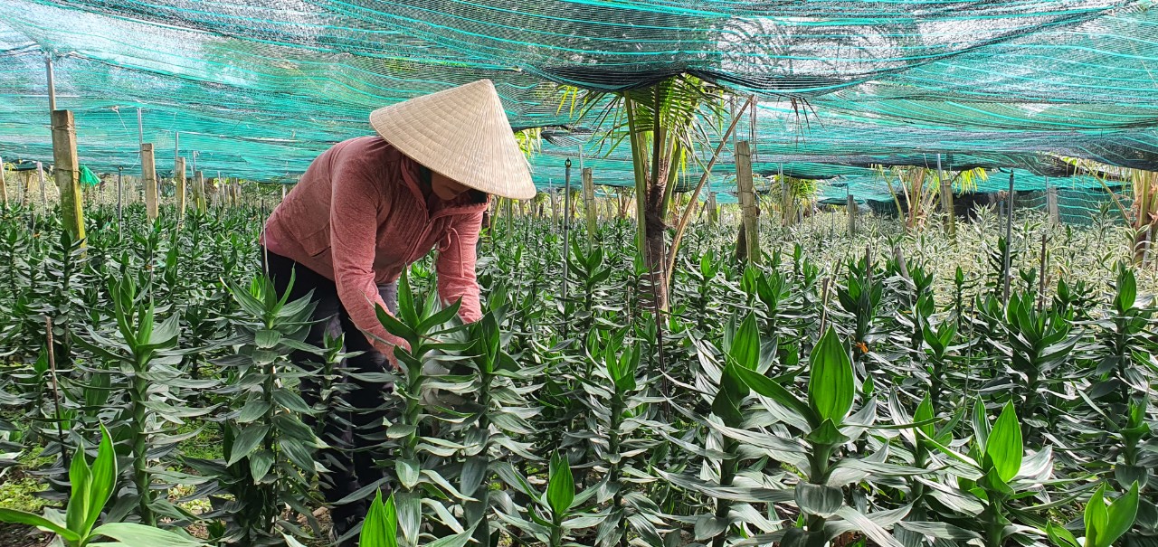 Vốn quỹ hỗ trợ nông dân Khánh Hòa đang quản lý trên 89,9 tỷ đồng - Ảnh 1.