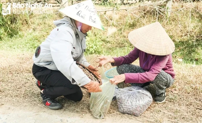 Loại quả dại này ở Nghệ An gặp năm mất mùa trên rừng, dân ra vườn hái cả rổ bán đắt tiền - Ảnh 4.