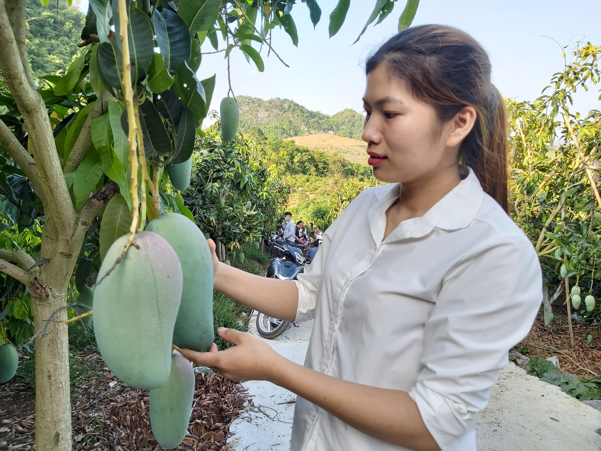 Dùng thuốc bảo vệ thực vật có trách nhiệm, nông dân trồng xoài, nhãn Sơn La tăng 150% lợi nhuận - Ảnh 2.
