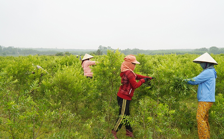 Ở nơi này của Quảng Trị, dân trồng một thứ cây ngoại trên đất bỏ hoang, bất ngờ vặt lá bán ra tiền