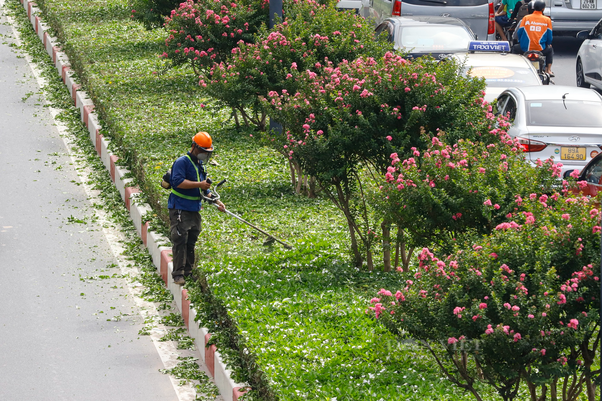 Điểm danh những con đường hoa tường vi đang vào mùa nở rộ cực đẹp ở Hà Nội - Ảnh 2.