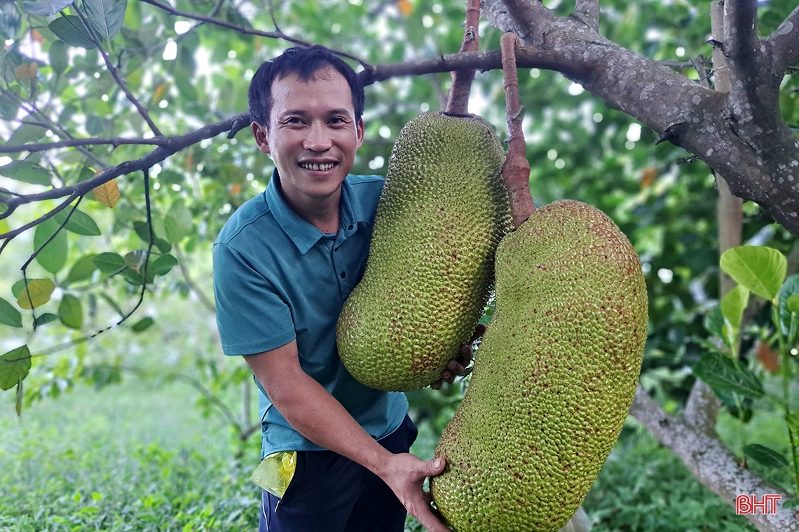 Cặp vợ chồng trẻ Hà Tĩnh trồng la liệt các loại cây ăn quả, bán ra nước ngoài, thu về 700 triệu đồng mỗi năm - Ảnh 11.