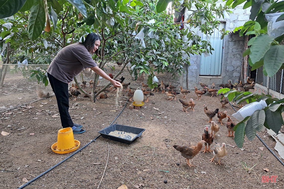 Cặp vợ chồng trẻ Hà Tĩnh trồng la liệt các loại cây ăn quả, bán ra nước ngoài, thu về 700 triệu đồng mỗi năm - Ảnh 12.