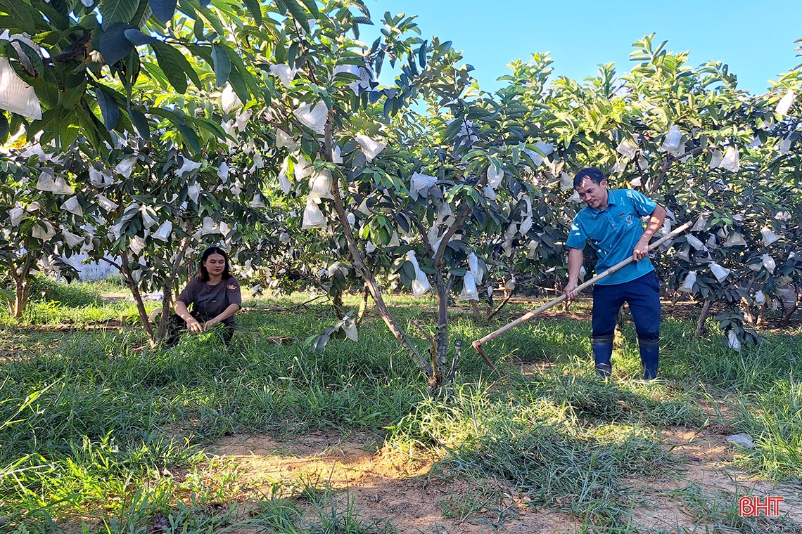 Cặp vợ chồng trẻ Hà Tĩnh trồng la liệt các loại cây ăn quả, bán ra nước ngoài, thu về 700 triệu đồng mỗi năm - Ảnh 2.