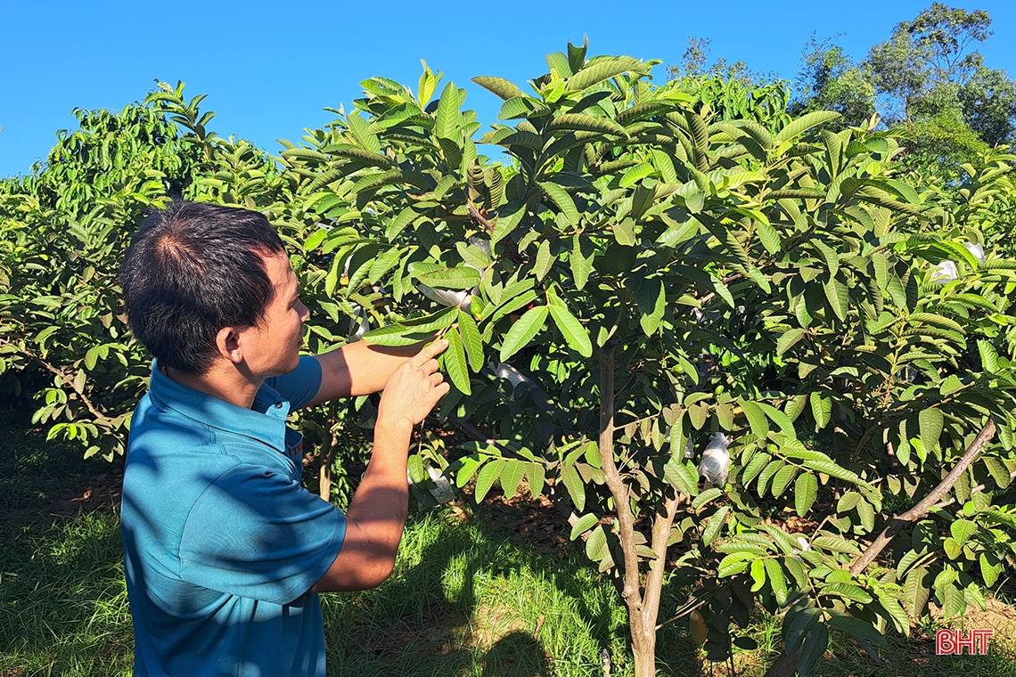 Cặp vợ chồng trẻ Hà Tĩnh trồng la liệt các loại cây ăn quả, bán ra nước ngoài, thu về 700 triệu đồng mỗi năm - Ảnh 3.