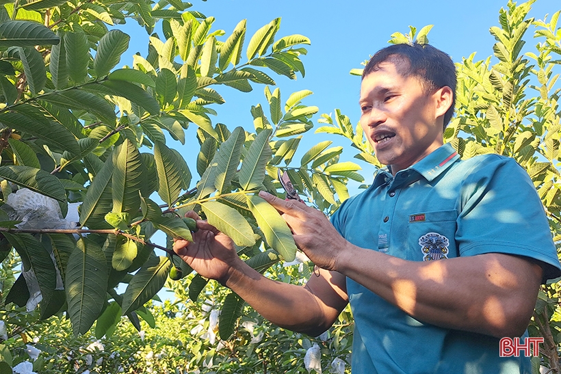 Cặp vợ chồng trẻ Hà Tĩnh trồng la liệt các loại cây ăn quả, bán ra nước ngoài, thu về 700 triệu đồng mỗi năm - Ảnh 4.
